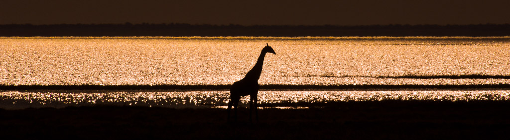 Giraffe an der Etosha Pan