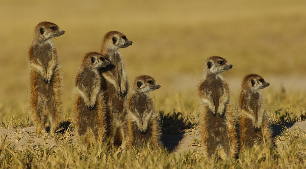 Erdmännchen, Meerkat in the Makgadikgadi 