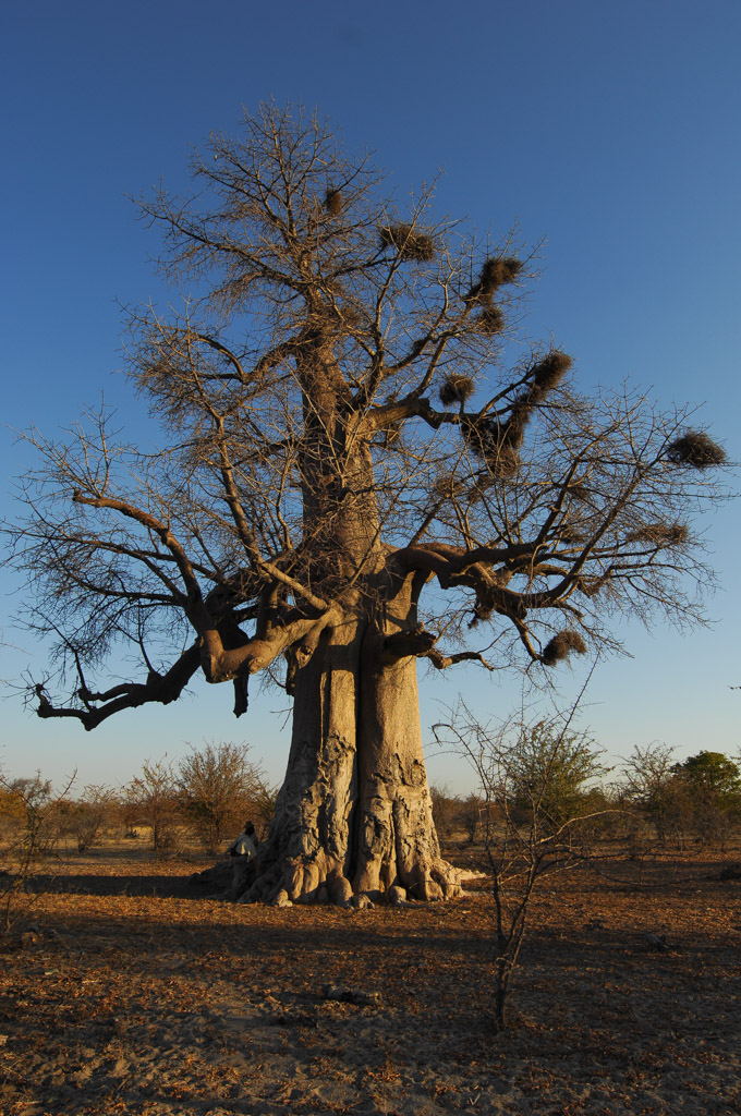 Baobab, Makgadikgadi, Botsuana