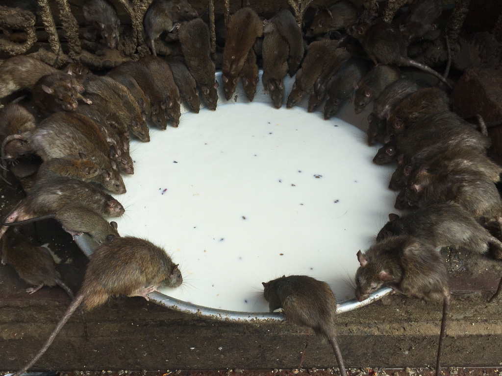 Karni-Mata-Temple in Deshnoke, Rajasthan