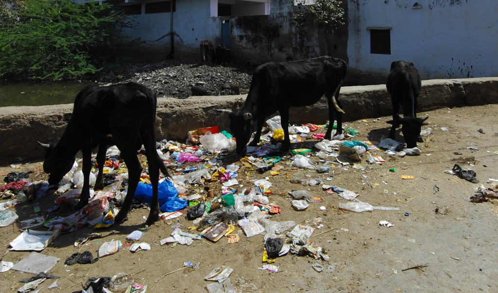 Holy trash cows in Pushkar, Rajasthan