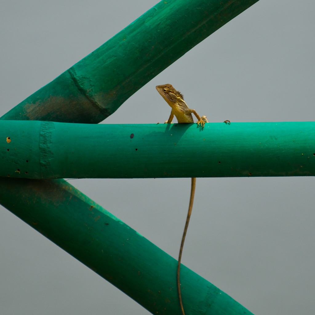 Frequent visitors at Konark Beach, they kept my room free of bugs, Odisha