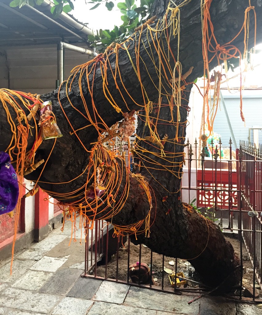 Holy tree at Kapaliswarar-Tempel in Chennai, Tamil Nadu