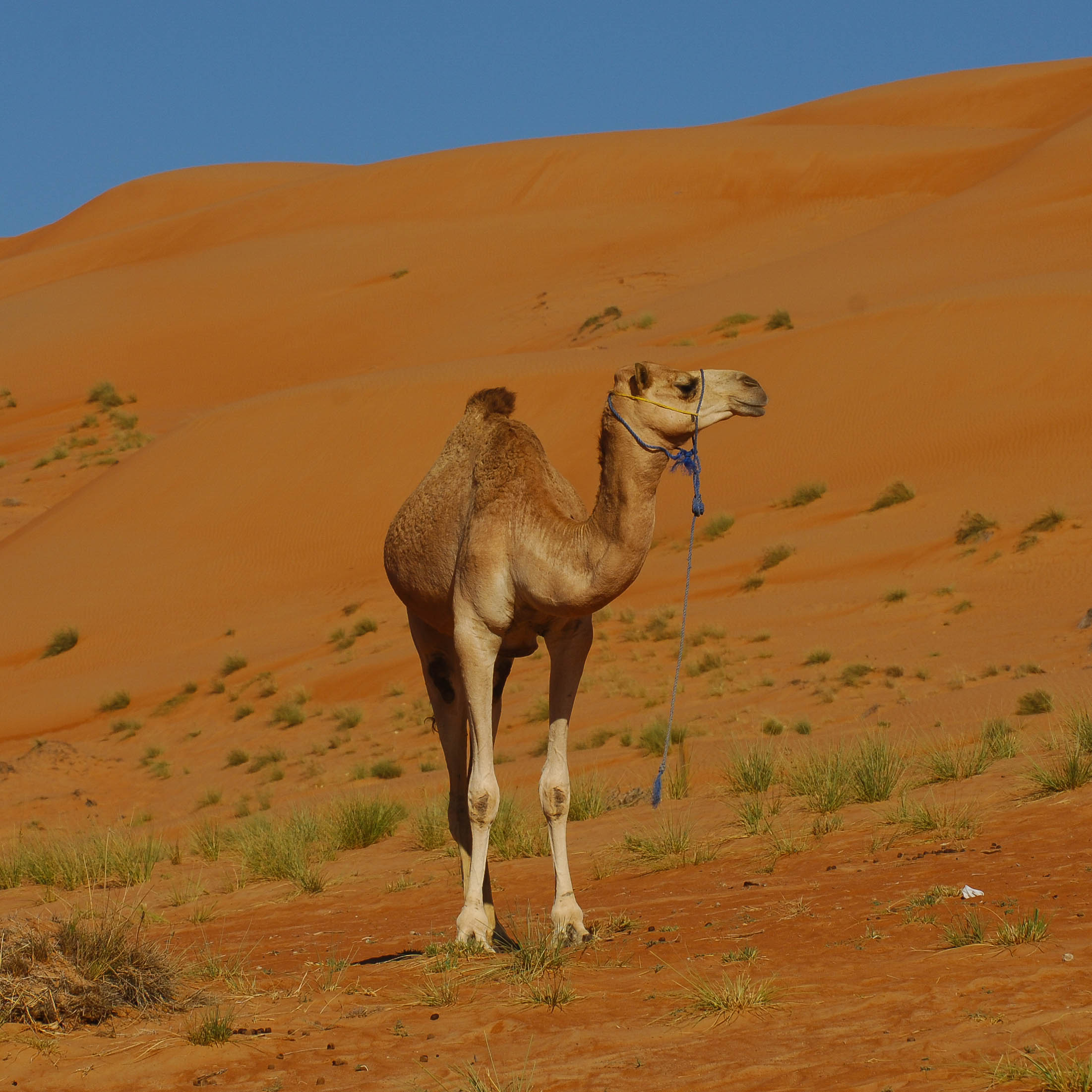 Desert Camp südlich von NIzwa