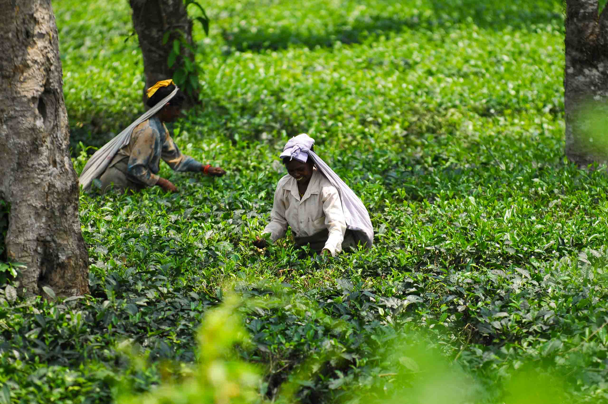 Plucking tea