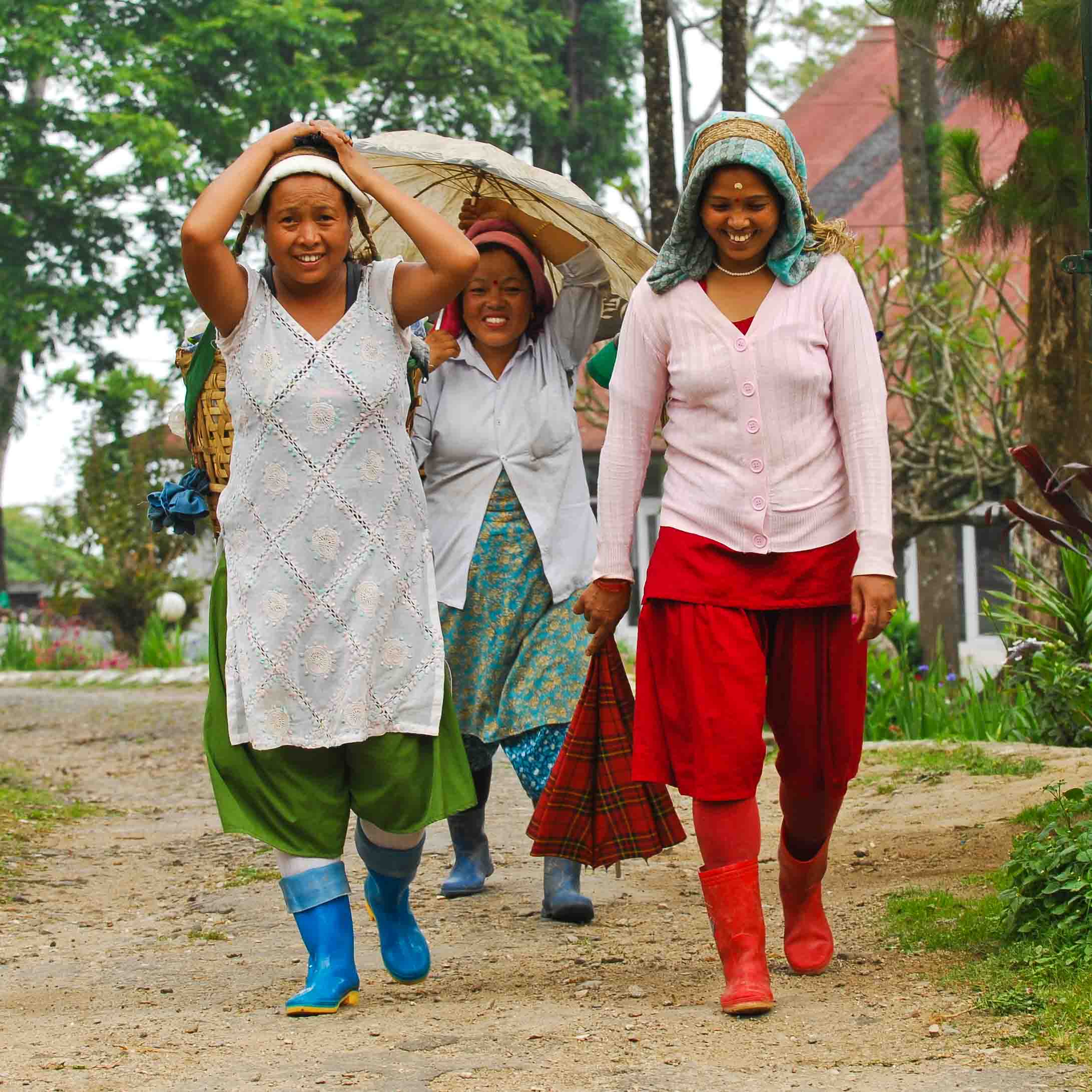 Tea pluckers, Puttabong Tea Estate, Darjeeling