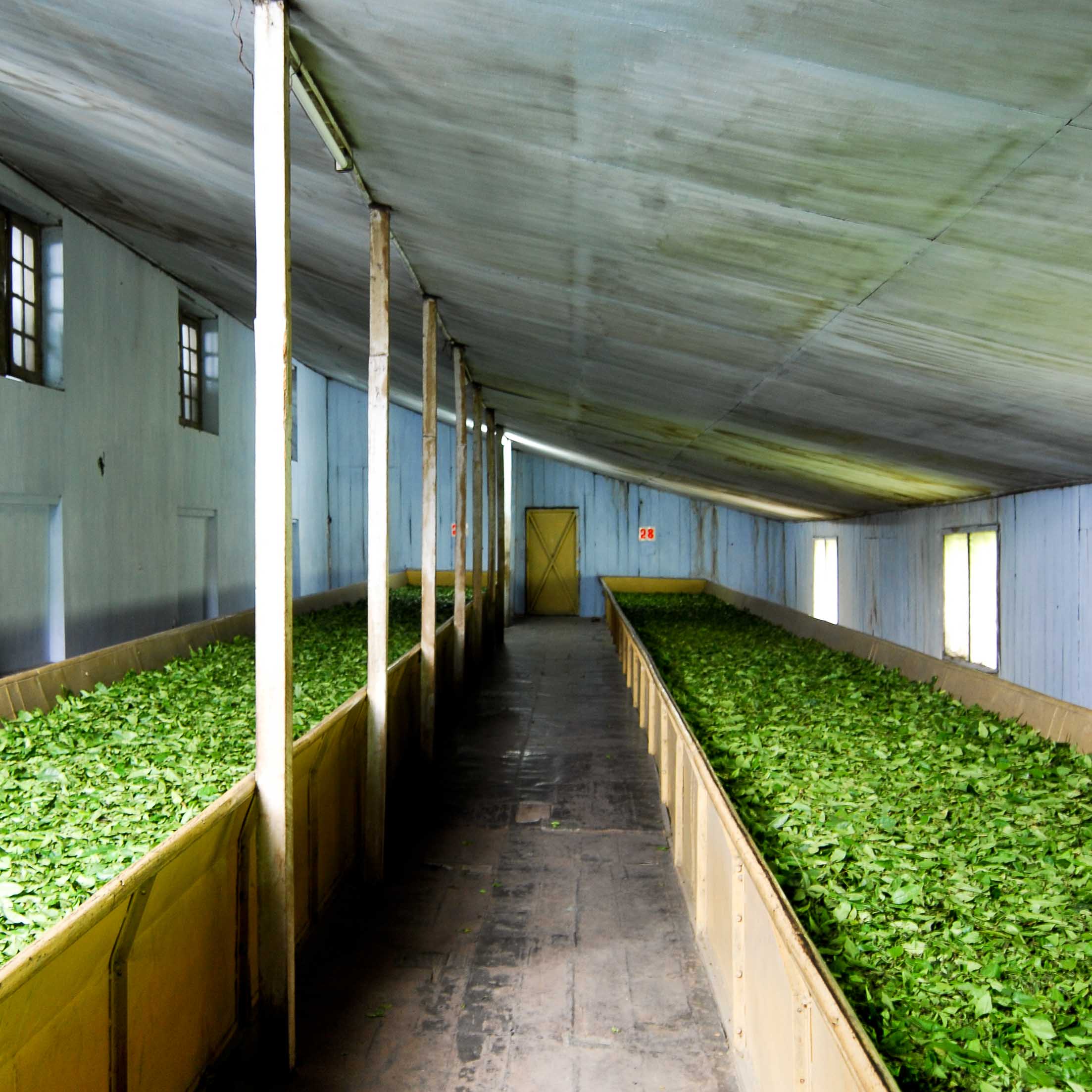 Drying, Puttabong Tea Estate, Darjeeling