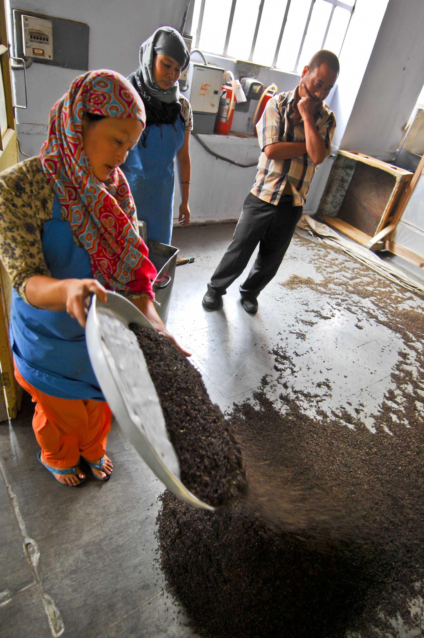 Winnowing, Puttabong Tea Estate, Darjeeling