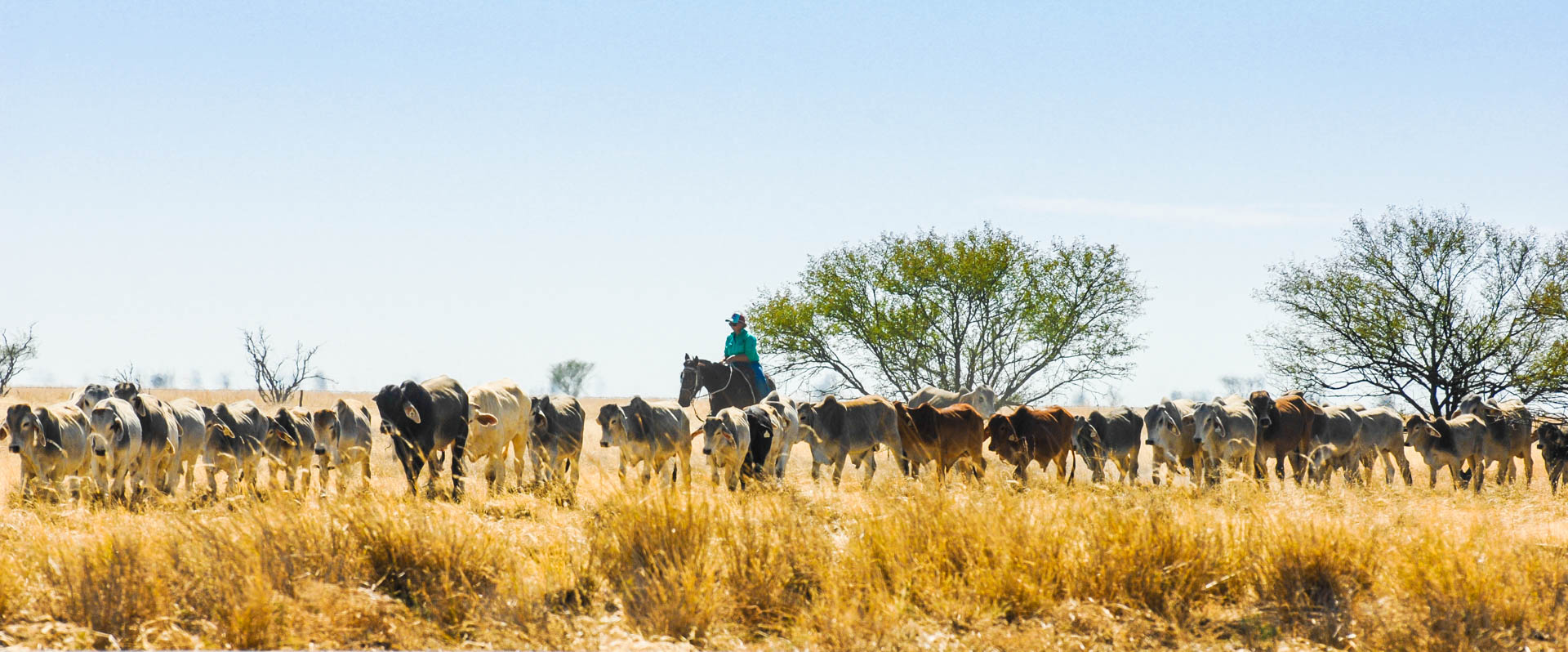 Cattle drive, Queensland