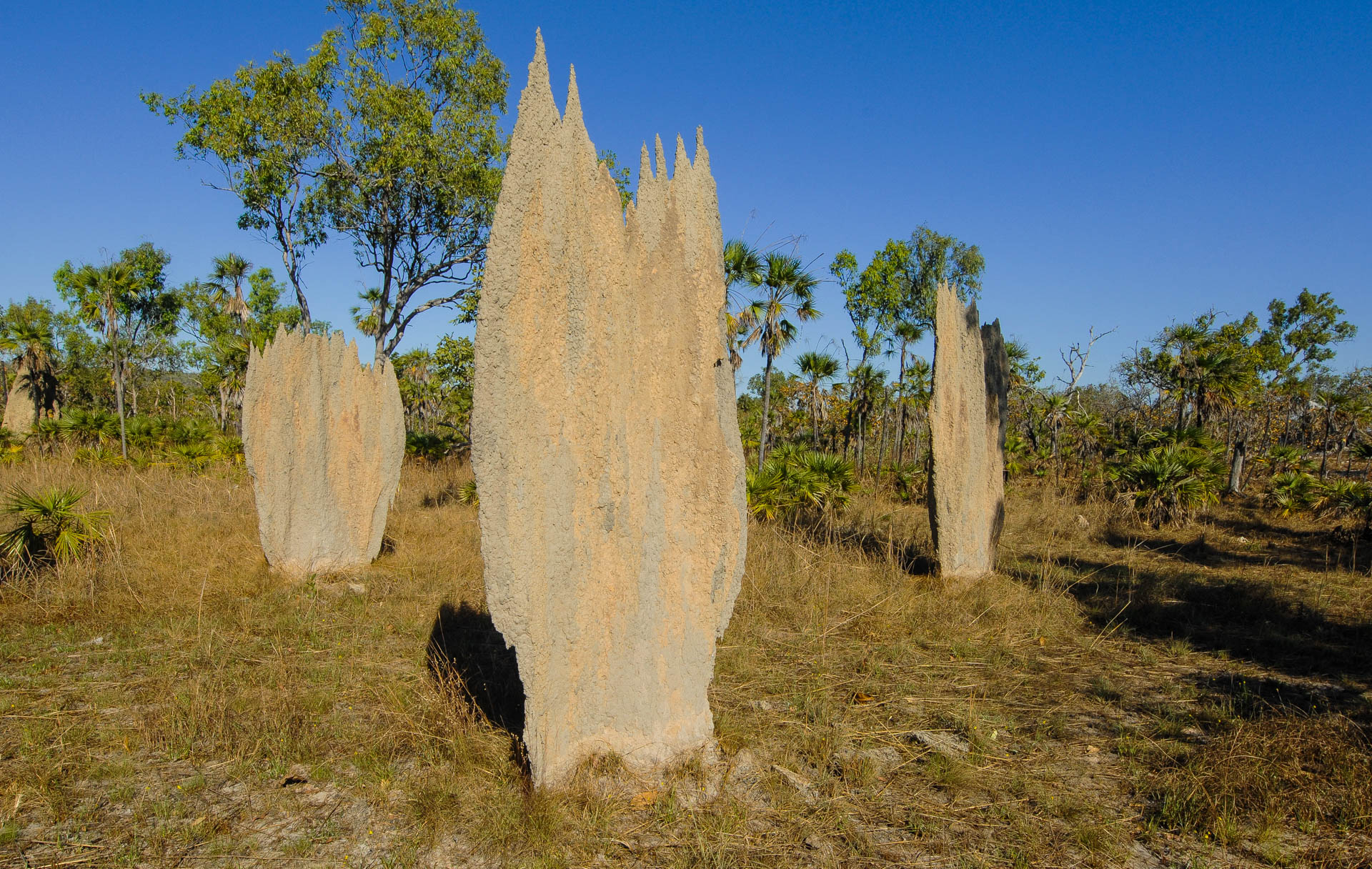 Compass termites at Litchfield NP