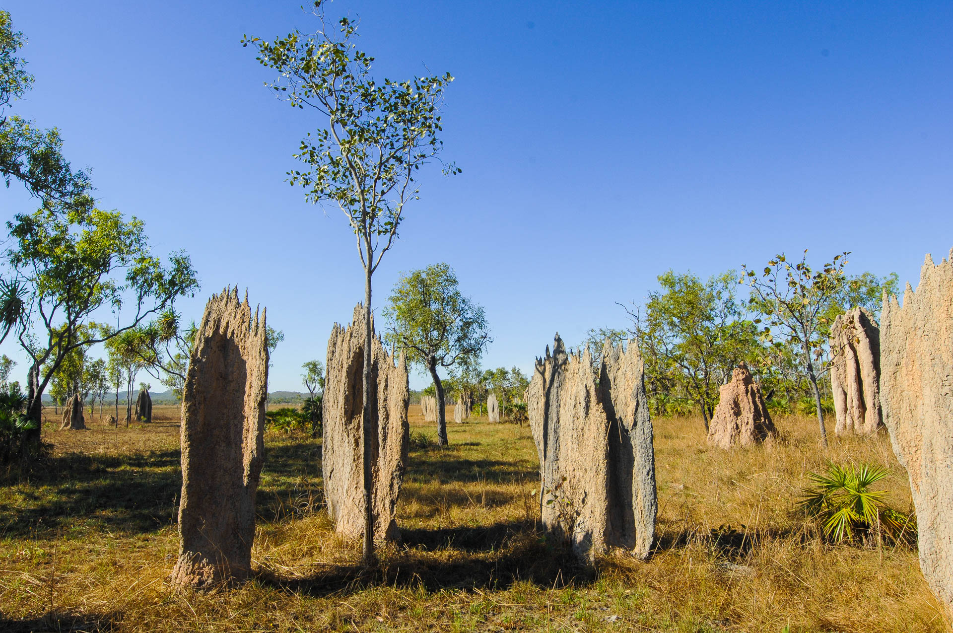 Compass termites at Litchfield NP