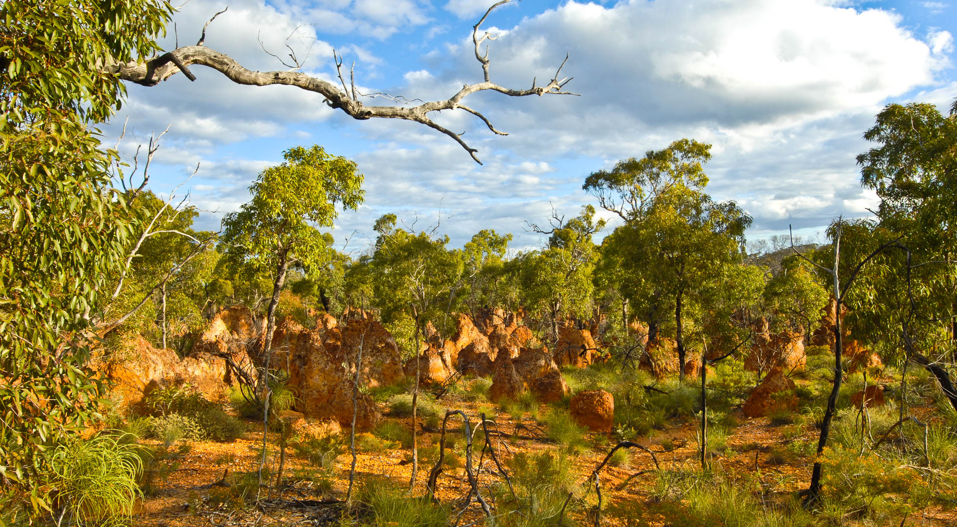 Petrified termite hills
