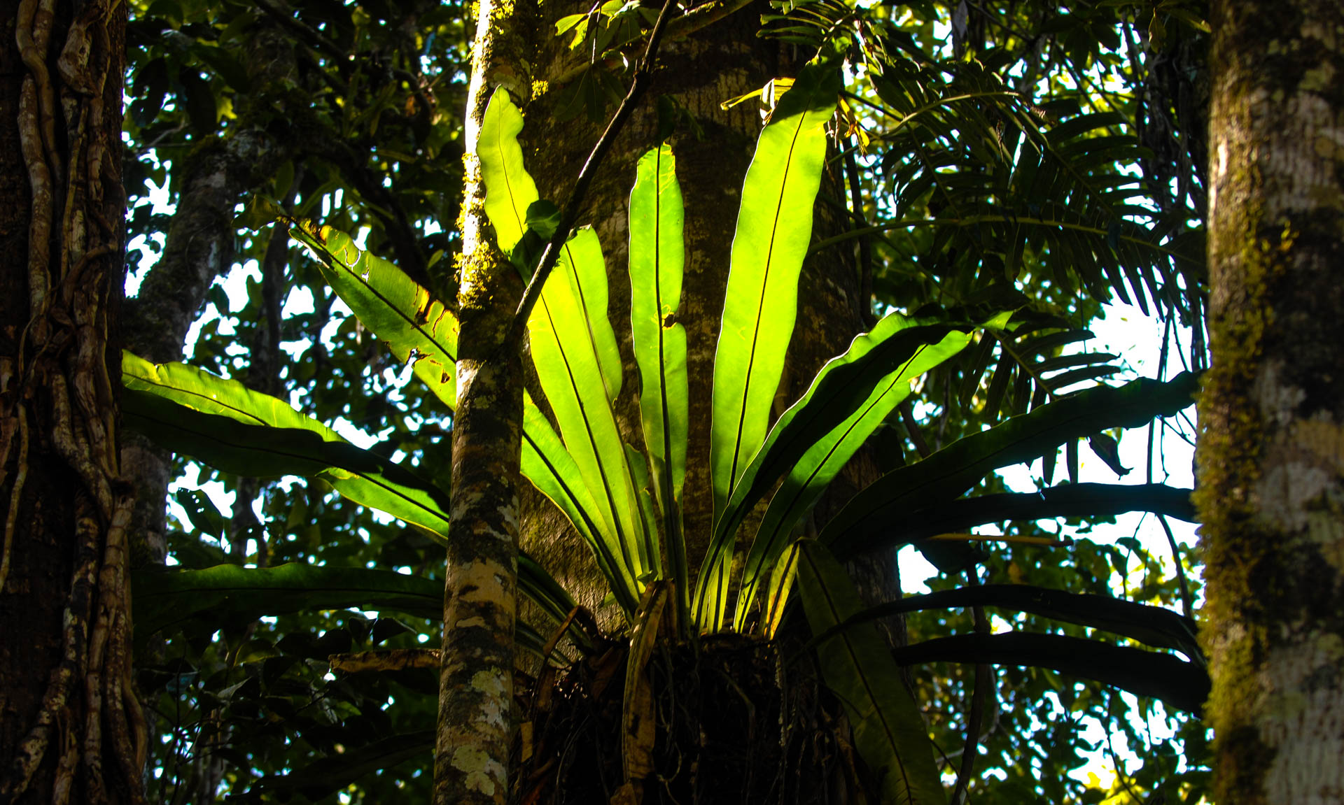 Daintree Rainforest