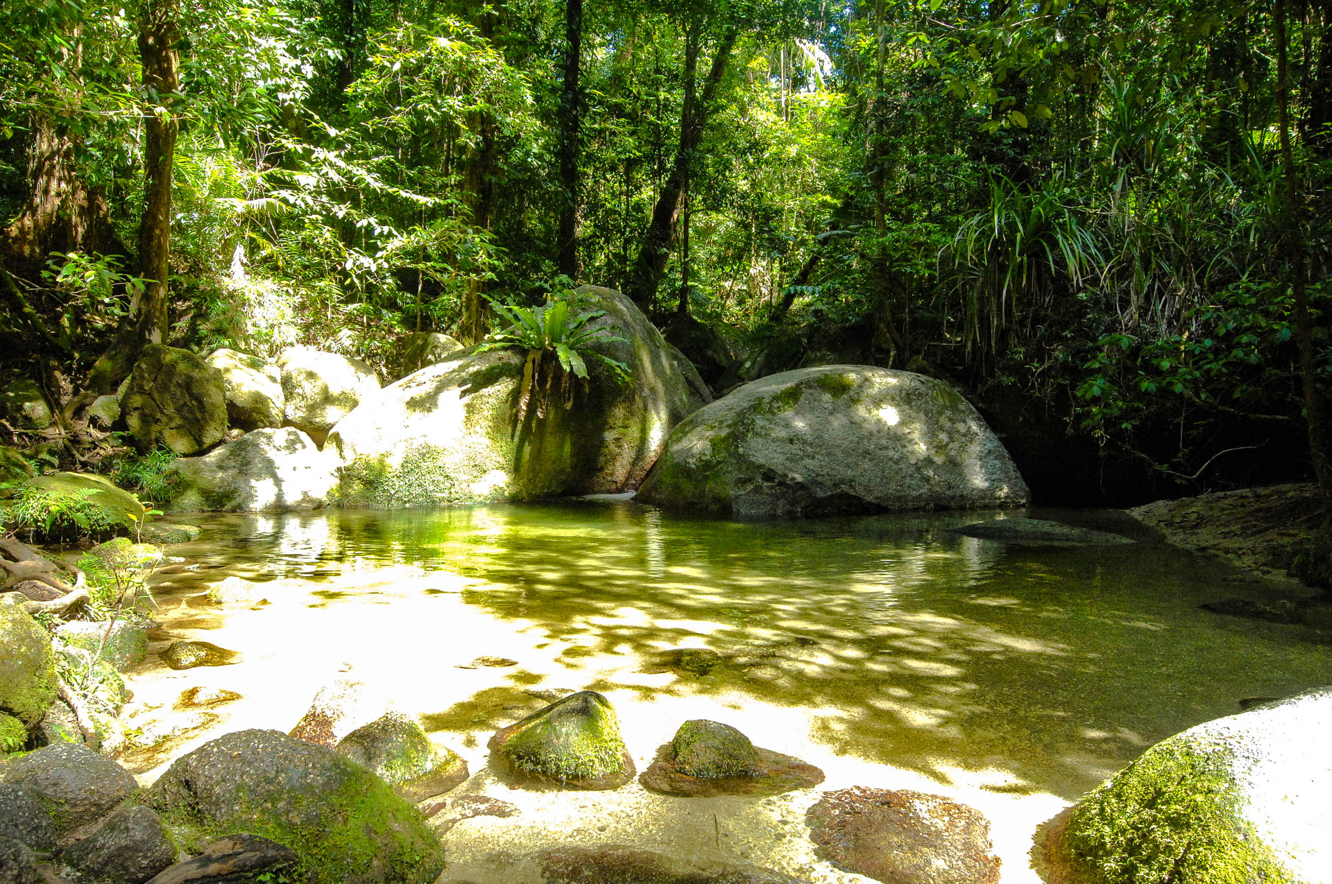 Daintree Rainforest