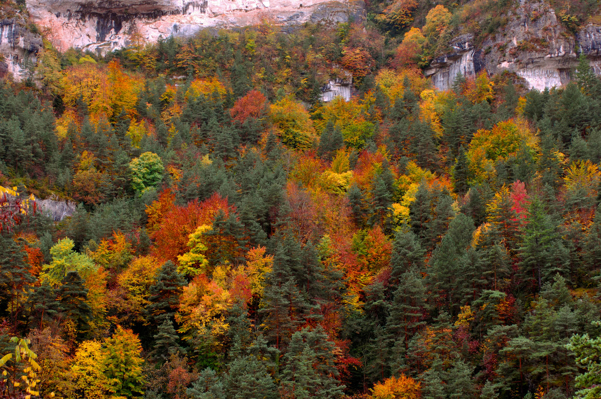 Les Cévennes