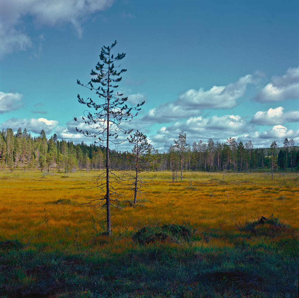 Swamp, Lapland