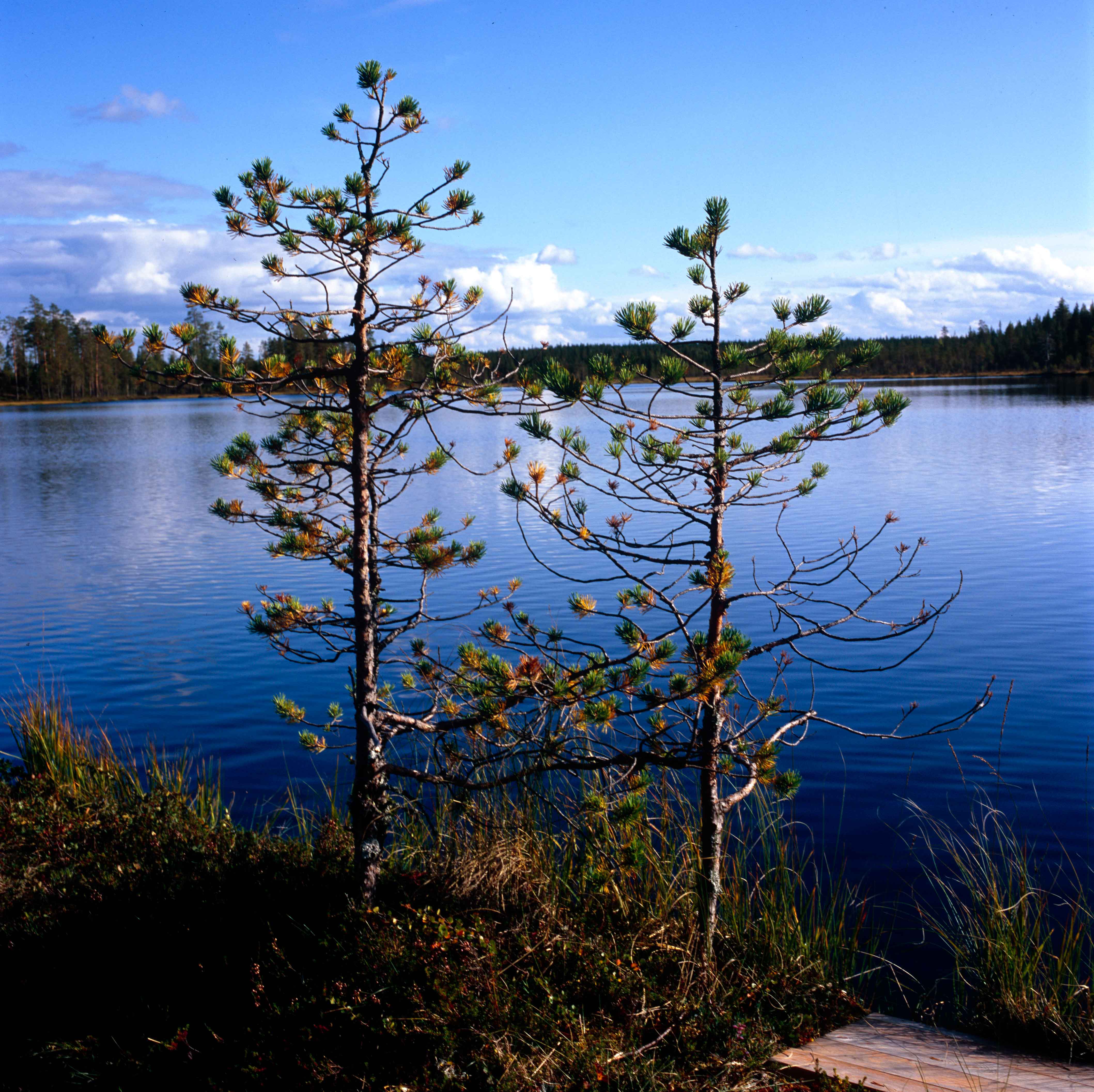 Kleiner See an der Kisosvaarantje, Jurmu, Finnland