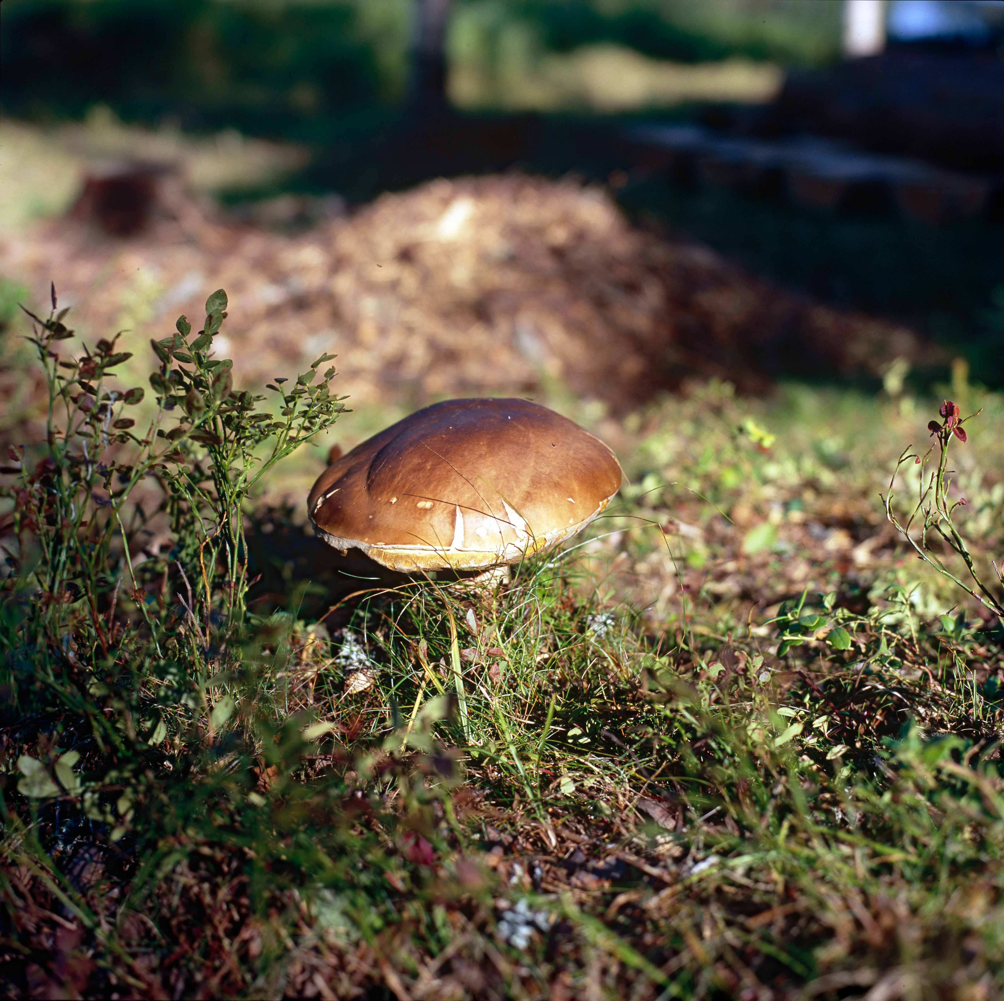 Steinpilz (Boletus reticulatus)