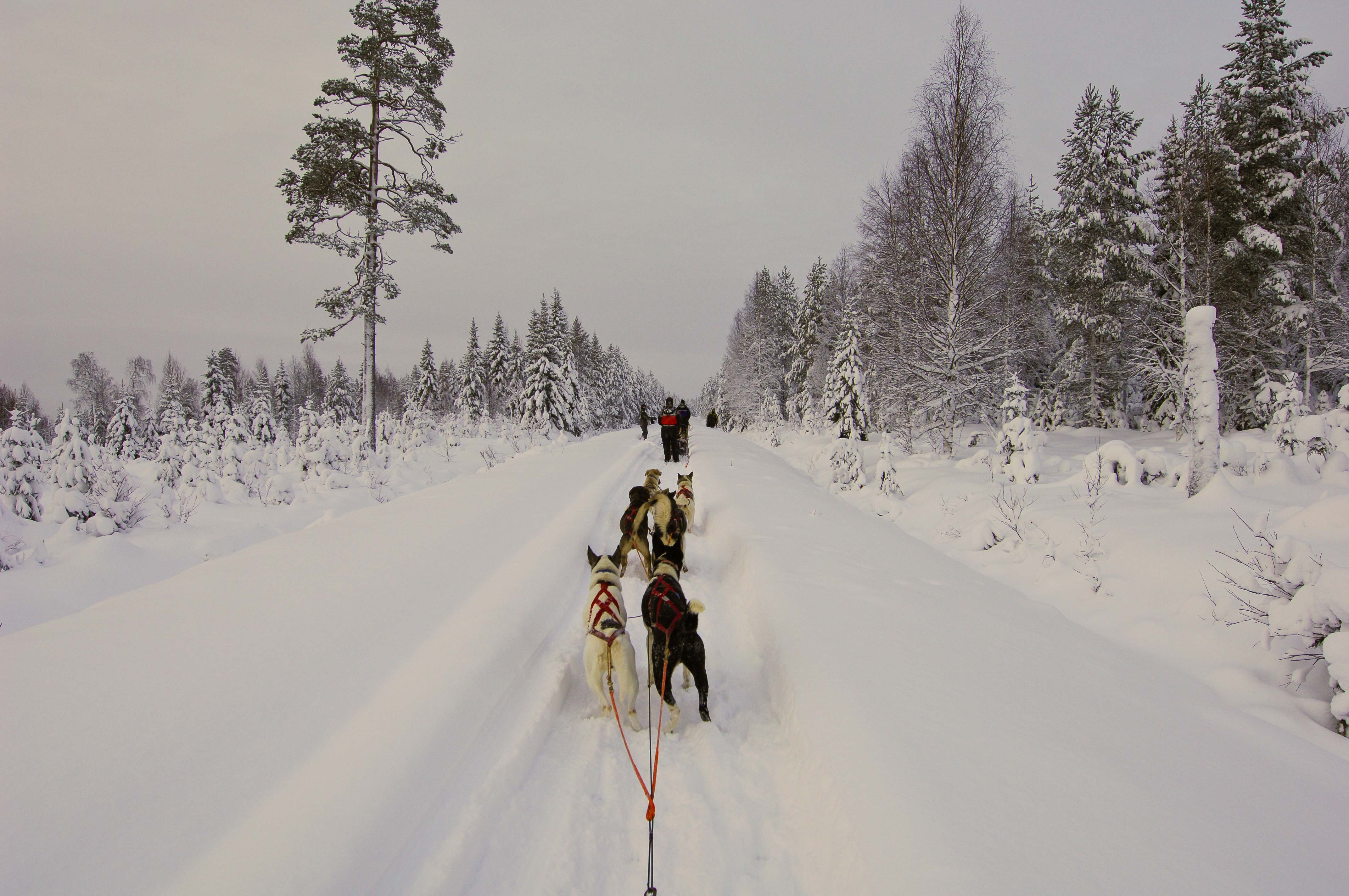 Somewhere at Pikkulampi/Raappanansuo, Finland