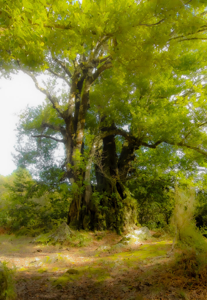 Alter Lorbeerbaum, aus der Entdeckungszeit Madeiras (1419)