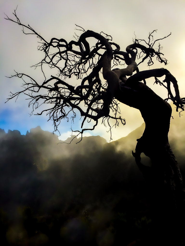 "Ent - Friend of treebeard", Pico Ruivo