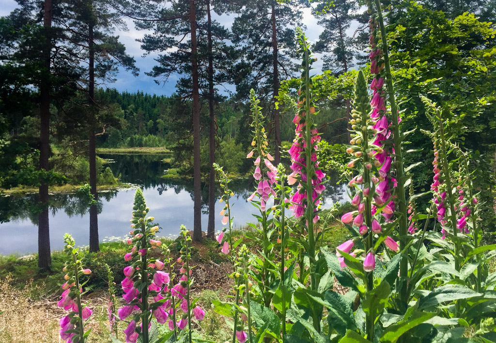 Fingerhut am Angelsee in Kvarnforsen