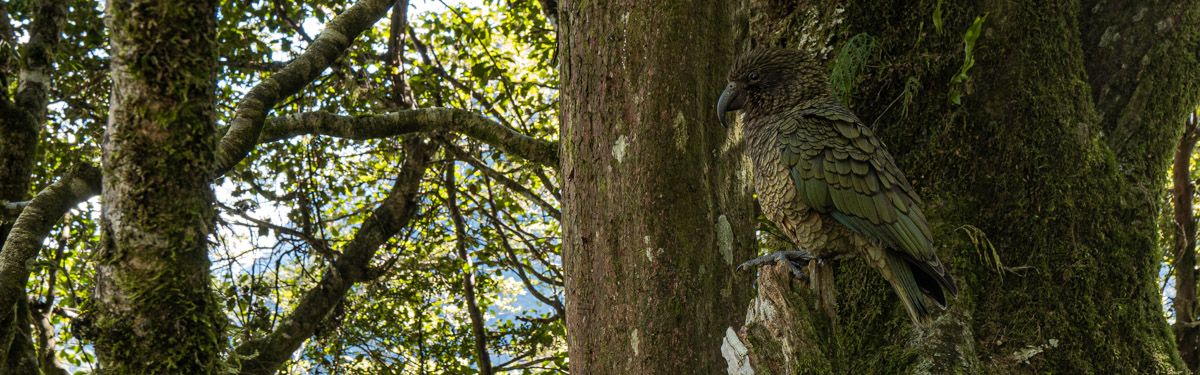 Kea (Nestor notabilis), Bergpapagei