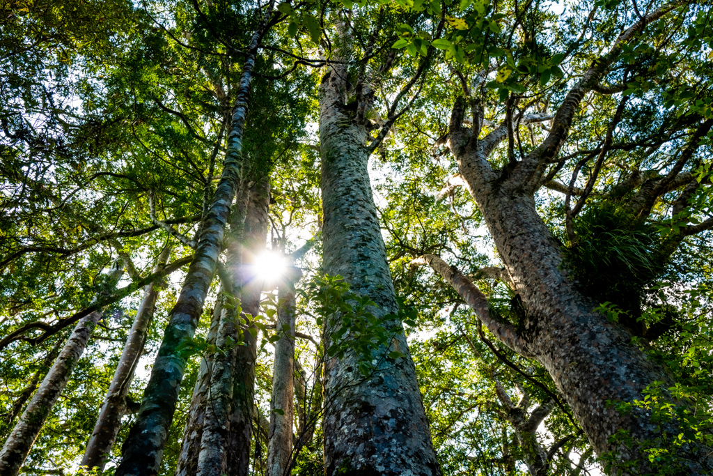 "Junge" Kauri, Waipoua