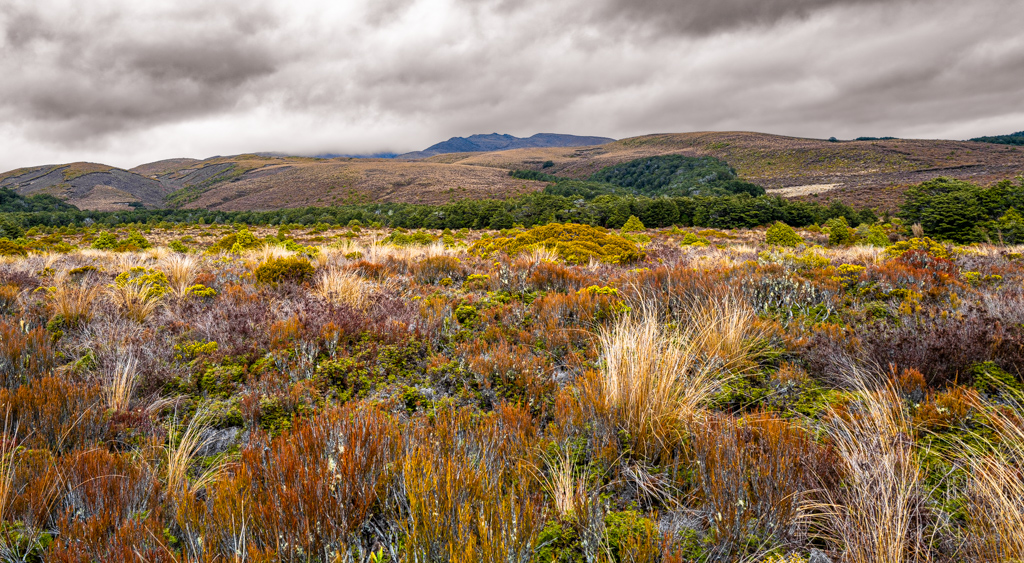 Vegetation am Ngauruhoe