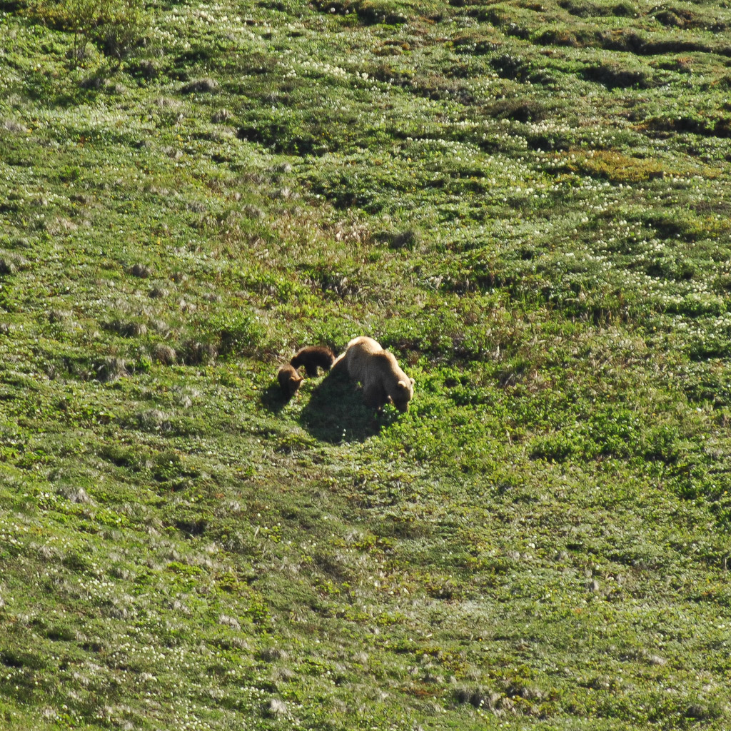 Grizzly with two cubs near Polychrome Overlook, Denali N.P.