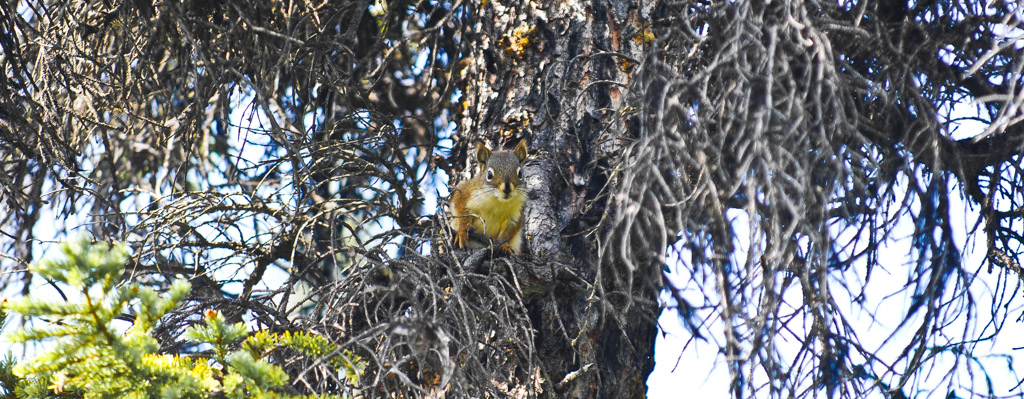 Squirrel (Griffins best friends)