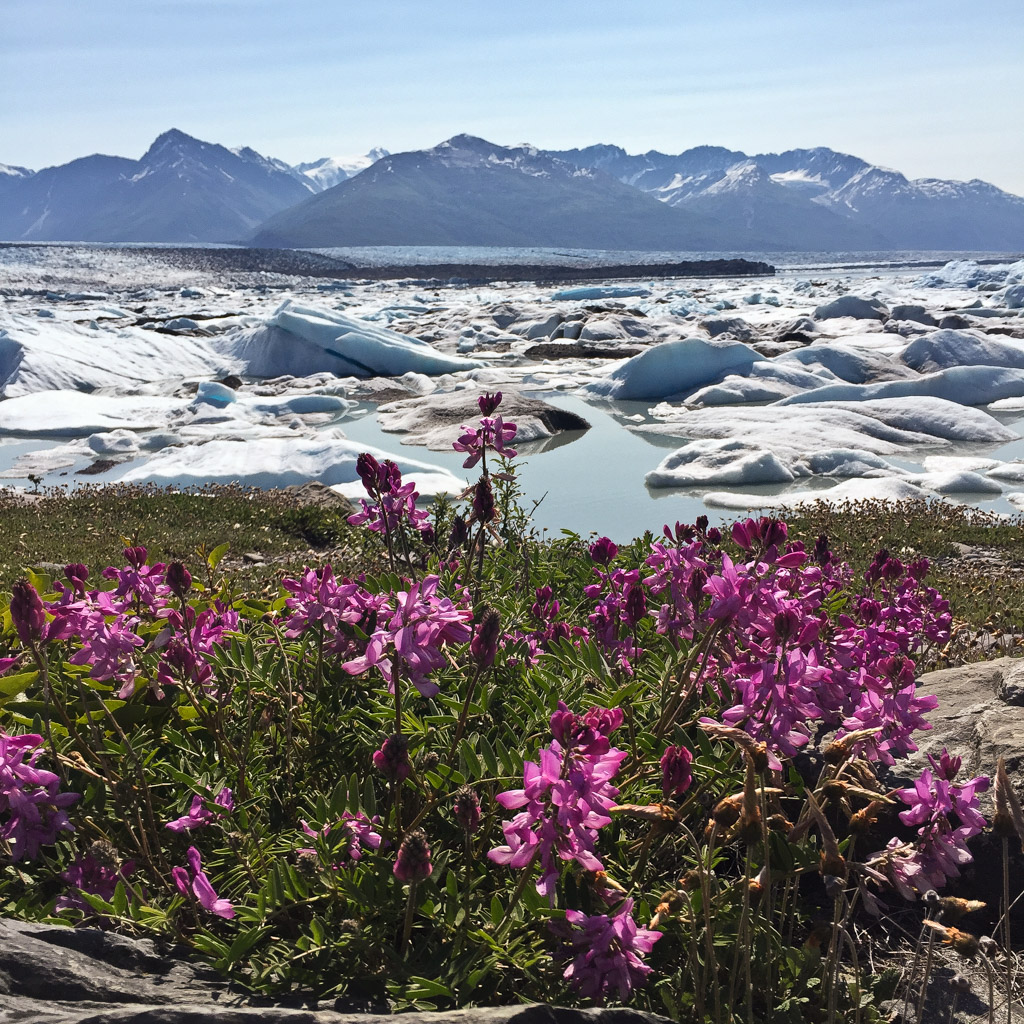 The Knik Glacier