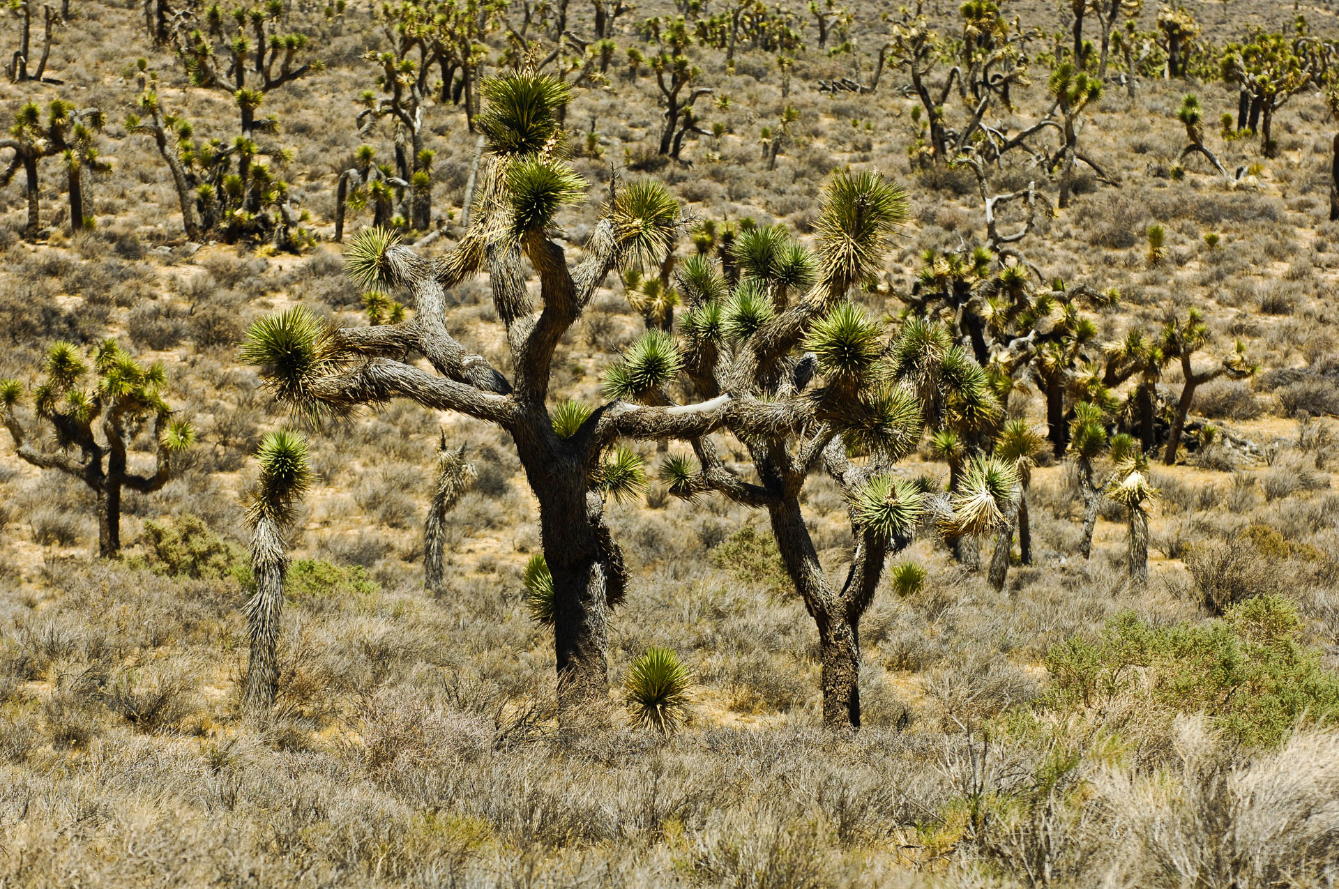 Beautiful Joshua trees at Highway 178