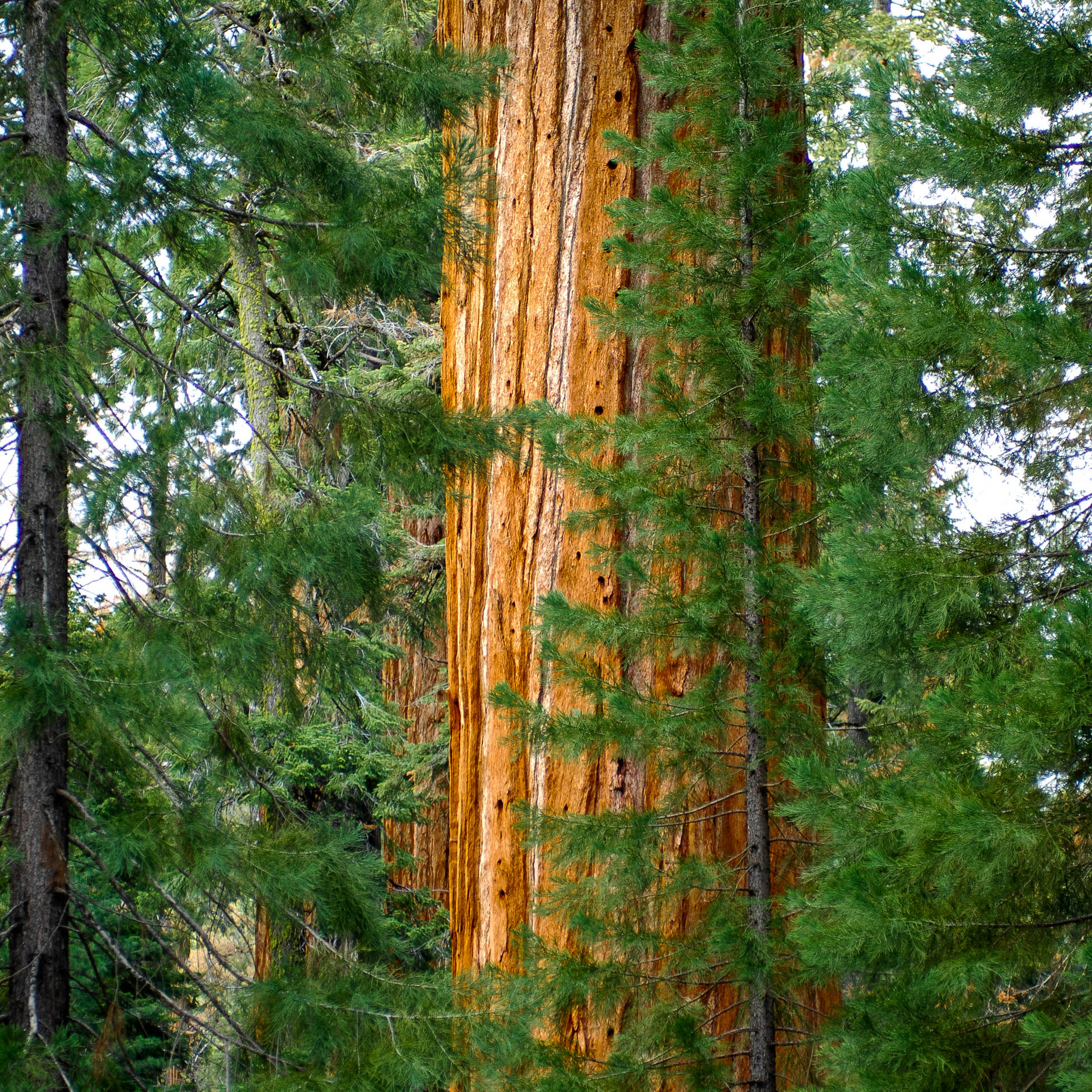 Giant Sequoias (Sequoiadendron giganteum), Sequoia NP