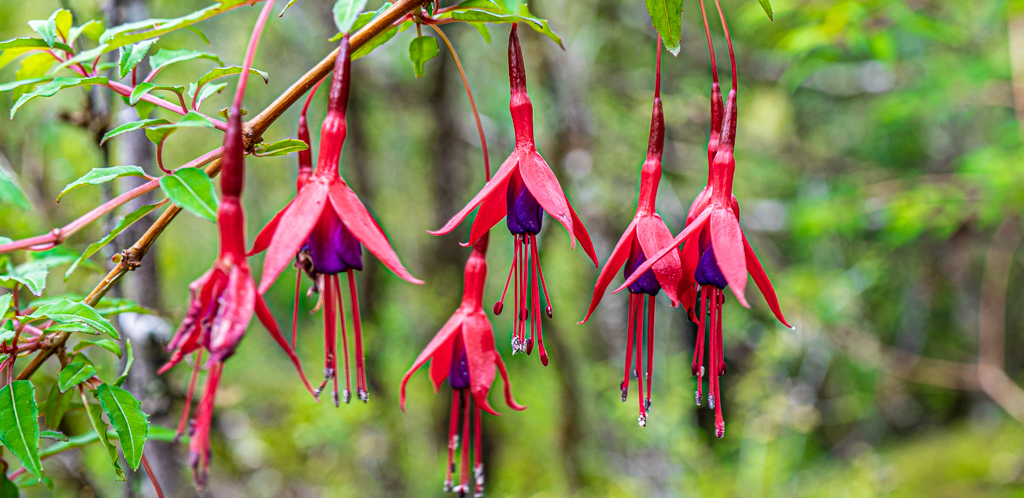 Scharlach-Fuchsie, Queulat