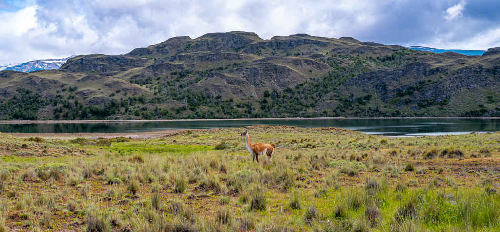 Guanaco