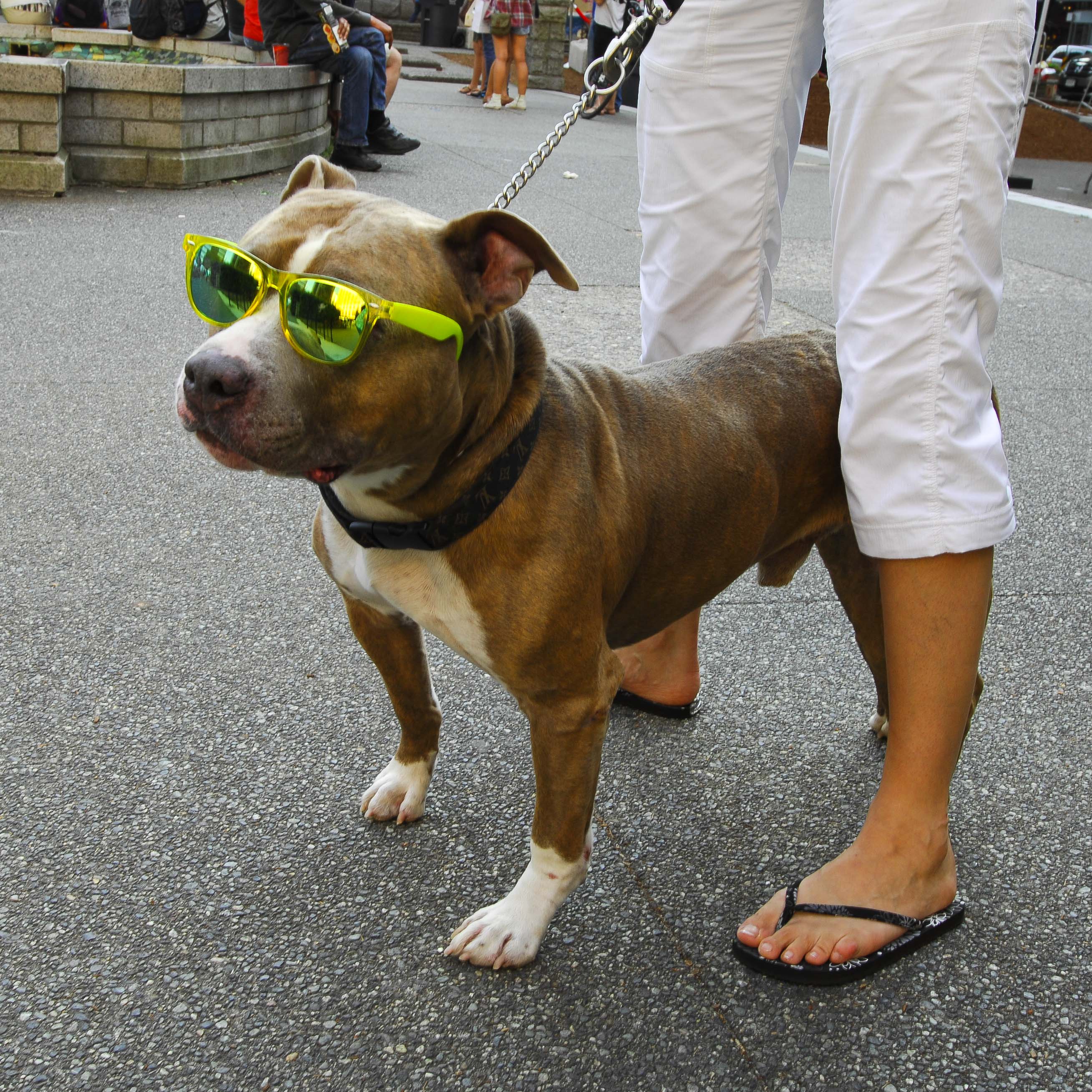 Dog with sunglasses.